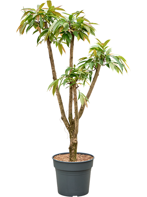 Фикус биннендийка "Amstel King" 170/34 (Nieuwkoop Europe) 44536 - фото 106864