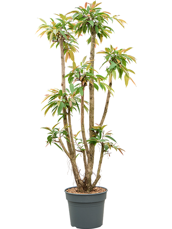 Фикус биннендийка "Amstel King" 200/38 (Nieuwkoop Europe) 44537 - фото 106865