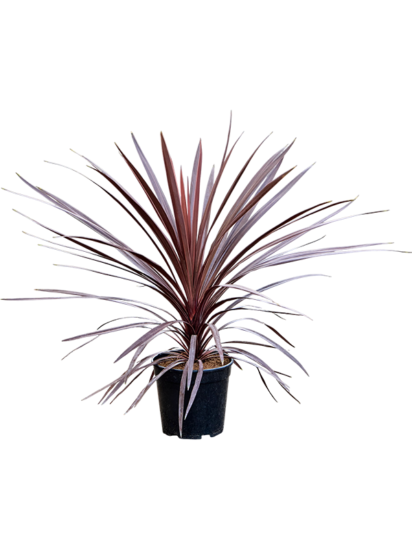 Кордилина южная (кордилина австралийская) "Red Star" 80/21 (Nieuwkoop Europe) 44663 - фото 106957