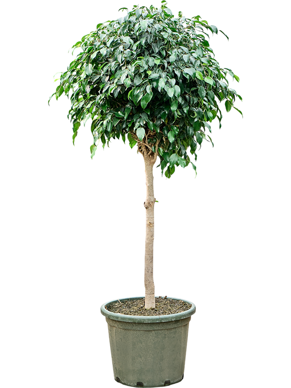 Фикус бенджамина "Danielle" 160/43 (Nieuwkoop Europe) 44847 - фото 107085