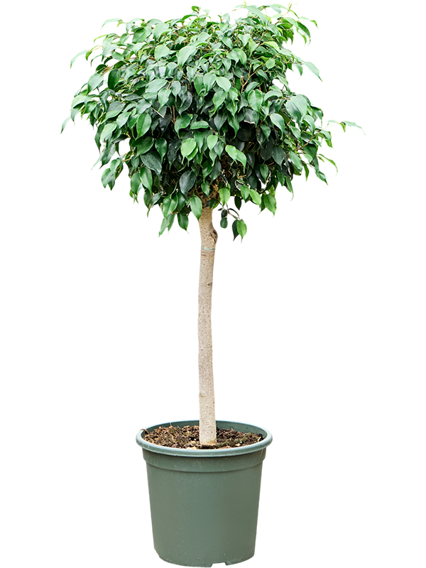 Фикус бенджамина "Danielle" 130/32 (Nieuwkoop Europe) 44848 - фото 107086