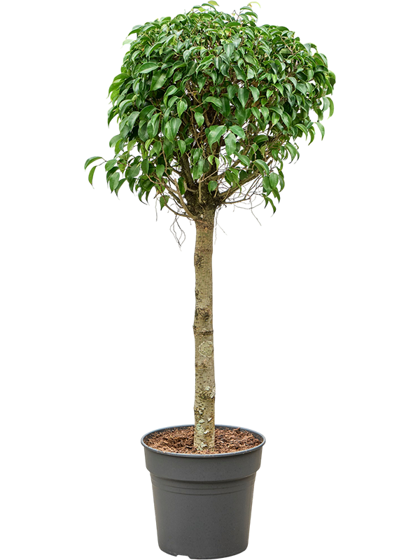 Фикус бенджамина "Danielle" 130/34 (Nieuwkoop Europe) 44849 - фото 107087