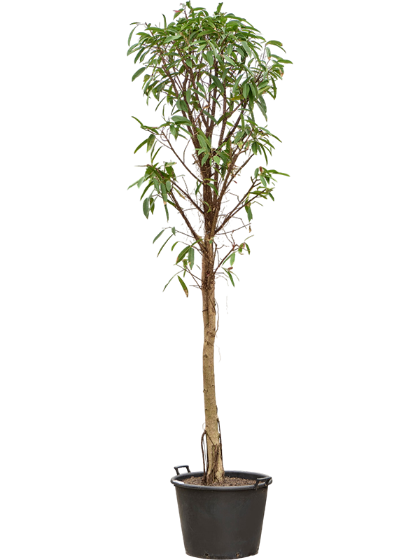 Фикус биннендийка "Amstel King" 280-320 (Nieuwkoop Europe) 44859 - фото 107097
