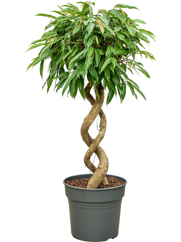 Фикус биннендийка "Amstel King" 130/30 (Nieuwkoop Europe) 44860 - фото 107098