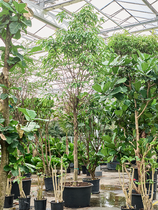 Фикус биннендийка "Amstel King" 450/96 (Nieuwkoop Europe) 44861 - фото 107099