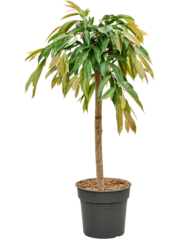 Фикус биннендийка "Amstel King" 130/30 (Nieuwkoop Europe) 44863 - фото 107101