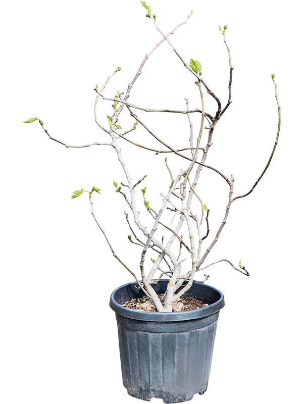 Фикус карика (инжир) branched 140/43 (Nieuwkoop Europe) 44864 - фото 107102
