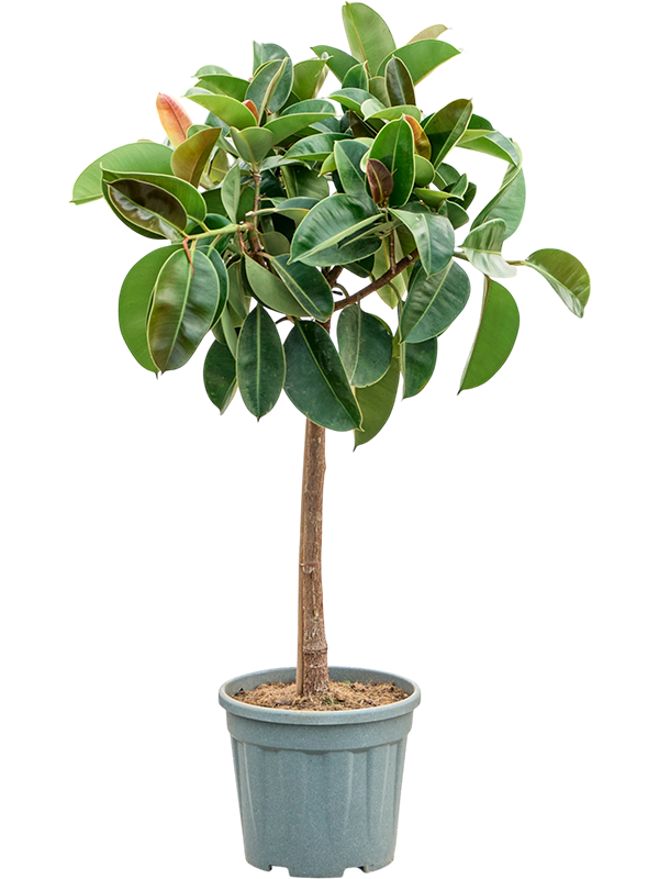 Фикус каучуконосный (эластика) "Robusta" 140/28 (Nieuwkoop Europe) 44869 - фото 107107