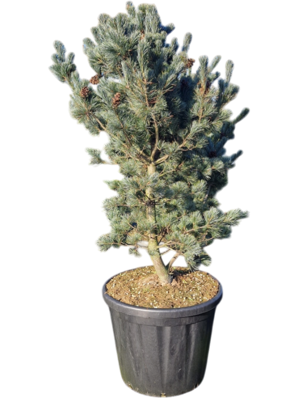 Сосна мелкоцветковая (парвифлора) "Glauca" 180-200 (Nieuwkoop Europe) 44966 - фото 107204