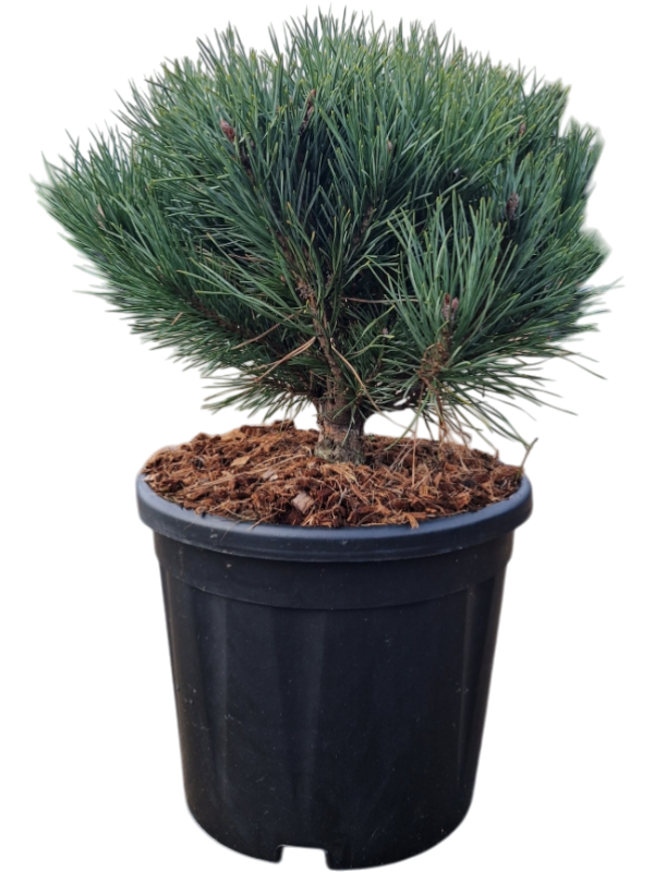 Сосна обыкновенная "Watereri" 55/27 (Nieuwkoop Europe) 44968 - фото 107206