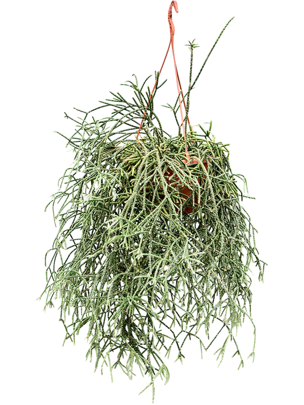 Рипсалис "Pilocarpa Hanger" 60/20 (Nieuwkoop Europe) 45149 - фото 109272