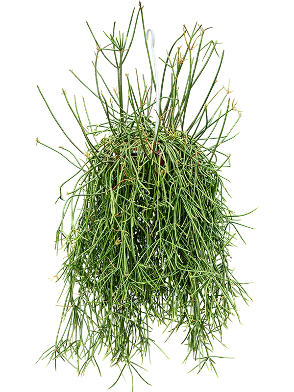 Рипсалис "Mauritiana Hanger" 70/20 (Nieuwkoop Europe) 45150 - фото 109273