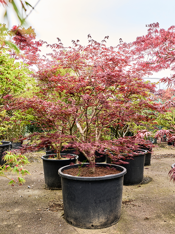 Клен дланевидный "Atropurpureum" 240/80 (Nieuwkoop Europe) 45200 - фото 109323