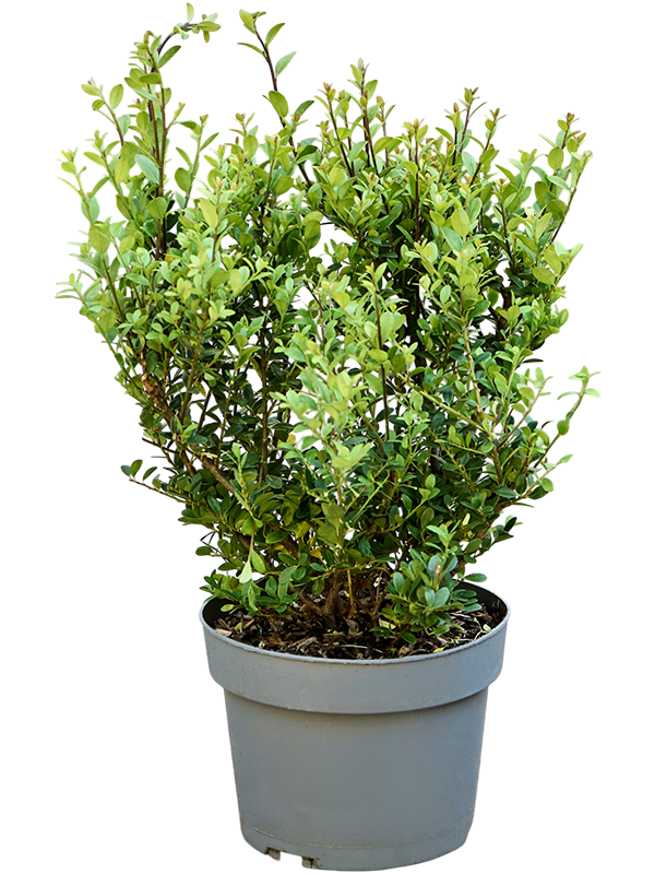 Падуб городчатый (остролист) "Dark Green" куст 45/19 (Nieuwkoop Europe) 45203 - фото 109326