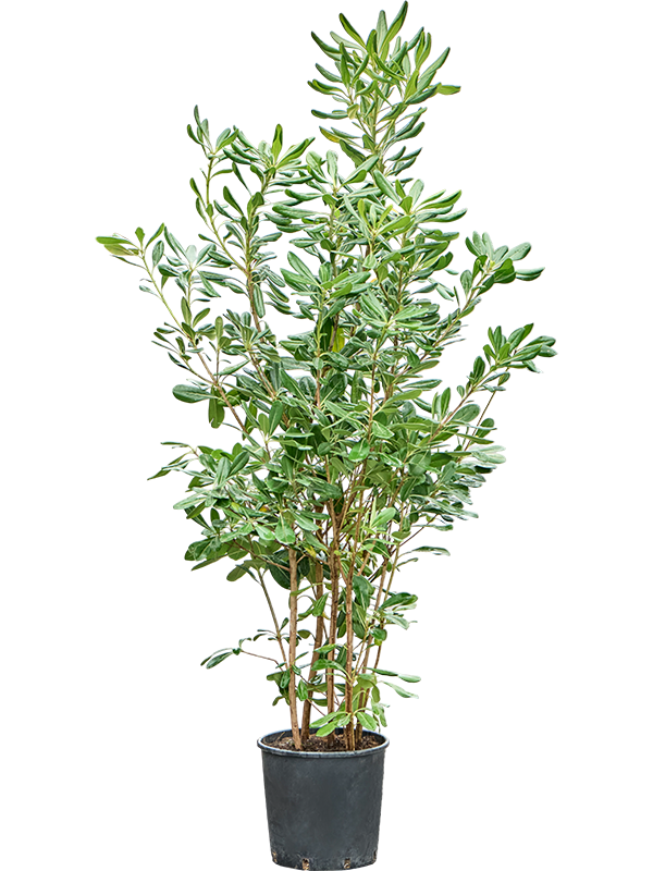 Питтоспорум тобира (Смолосемянник) куст 100/24 (Nieuwkoop Europe) 45207 - фото 109330