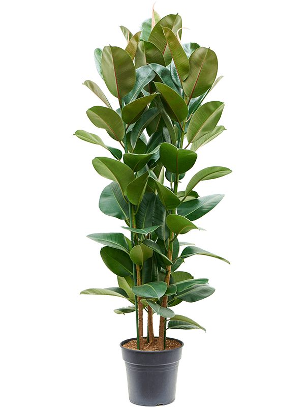 Фикус каучуконосный (эластика) "Robusta" 160/30 (Nieuwkoop Europe) 45243 - фото 109366