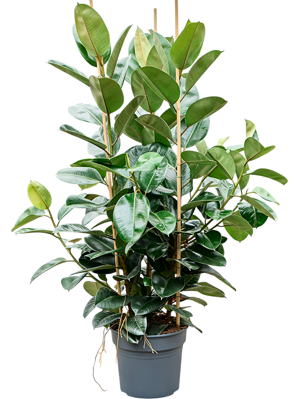 Фикус каучуконосный (эластика) "Robusta" 170/38 (Nieuwkoop Europe) 45244 - фото 109367