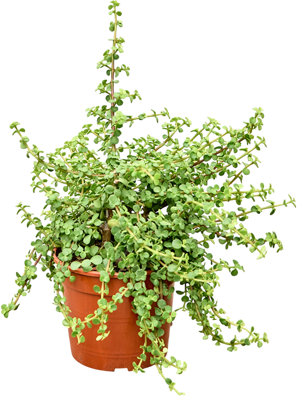 Крассула овата (толстянка овальная) "Lemon" 30/17 (Nieuwkoop Europe) 45255 - фото 109378