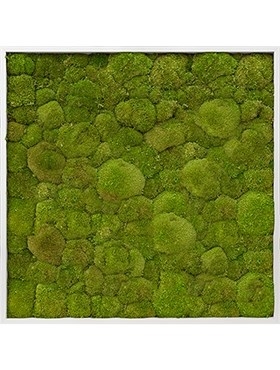 Картина из мха aluminum 100% ball moss (natural) искусственная Nieuwkoop Europe - фото 14649