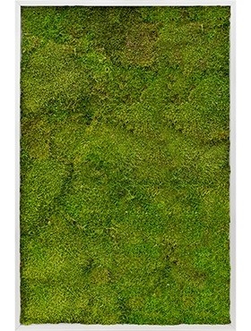 Картина из мха aluminum 100% flat moss 80/120 (искусственная) Nieuwkoop Europe - фото 14652