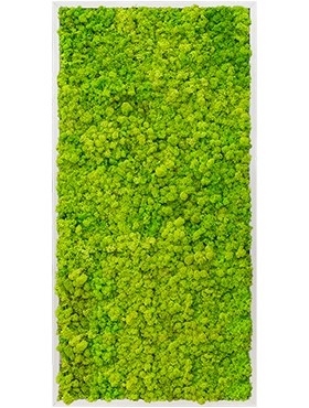 Картина из мха aluminum 100% reindeer moss 60/120 (spring green) искусственная Nieuwkoop Europe - фото 14657