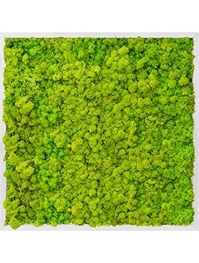 Картина из мха aluminum 100% reindeer moss (spring green) искусственная Nieuwkoop Europe - фото 14658