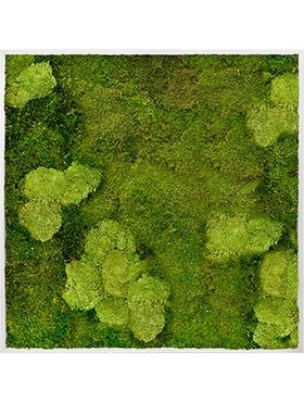 Картина из мха aluminum 30% ball moss (natural) and 70% flat moss (искусственная) Nieuwkoop Europe - фото 14659