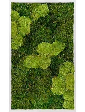 Картина из мха aluminum 30% ball moss 60/100 (natural) and 70% flat moss (искусственная) Nieuwkoop Europe - фото 14660