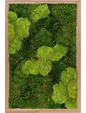 Картина из мха bamboo 30% ball moss 40/60 (natural) and 70% flat moss (искусственная) Nieuwkoop Europe - фото 14666