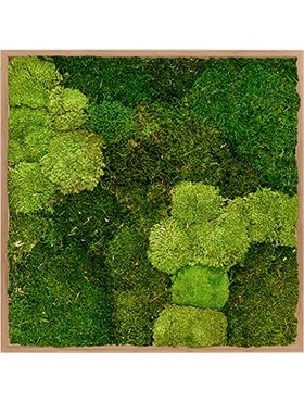 Картина из мха bamboo 30% ball moss (natural) and 70% flat moss (искусственная) Nieuwkoop Europe - фото 14667