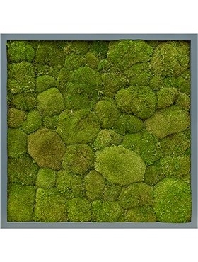 Картина из мха mdf ral 7016 satin gloss 100% ball moss 60/60 (natural) искусственная Nieuwkoop Europe - фото 14669