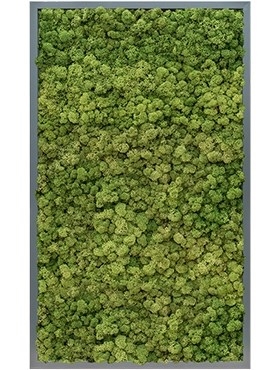 Картина из мха mdf ral 7016 satin gloss 100% reindeer moss (forest green) искусственная Nieuwkoop Europe - фото 14674