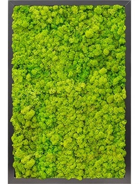 Картина из мха mdf ral 9005 satin gloss 100% reindeer moss 40/60 (spring green) искусственная Nieuwkoop Europe - фото 14680
