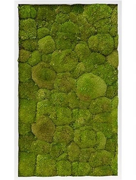 Картина из мха mdf ral 9010 satin gloss 100% ball moss (natural) искусственная Nieuwkoop Europe - фото 14682