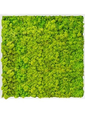 Картина из мха mdf ral 9010 satin gloss 100% reindeer moss (spring green) искусственная Nieuwkoop Europe - фото 14685