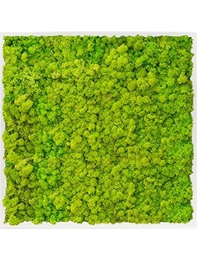 Картина из мха mdf ral 9010 satin gloss 100% reindeer moss 80/80 (spring green) искусственная Nieuwkoop Europe - фото 14686