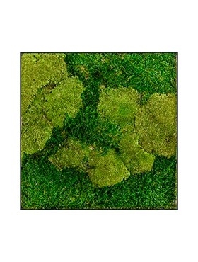 Картина из мха stiel l ral 7016 50% ball- and 50% flat moss (искусственная) Nieuwkoop Europe - фото 14697
