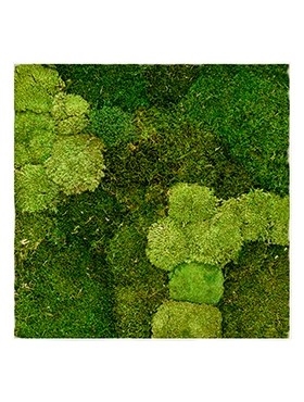 Картина из мха stiel l ral 9010 30% ball- and 70% flat moss 70/70 (искусственная) Nieuwkoop Europe - фото 14701