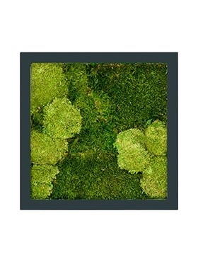 Картина из мха stiel ral 7016 mat 30% ball- and 70% flat moss (искусственная) Nieuwkoop Europe - фото 14706