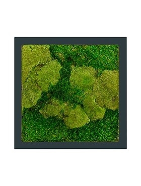 Картина из мха stiel ral 7016 mat 50% ball- and 50% flat moss (искусственная) Nieuwkoop Europe - фото 14708