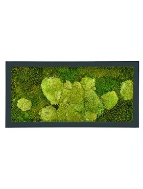 Картина из мха stiel ral 7016 mat 50% ball- and 50% flat moss (искусственная) Nieuwkoop Europe - фото 14709