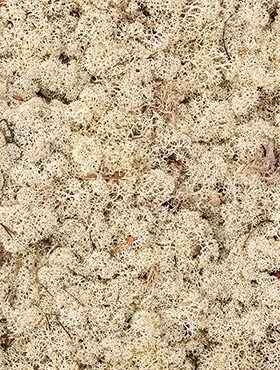 Стабилизированный мох Reindeer moss (natural) Nieuwkoop Europe - фото 14802