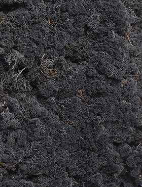 Стабилизированный мох Reindeer moss cladonia (anthracite) Nieuwkoop Europe - фото 14806