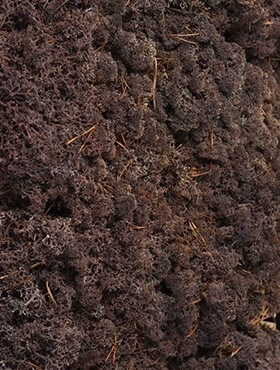 Стабилизированный мох Reindeer moss cladonia (brown) Nieuwkoop Europe - фото 14807