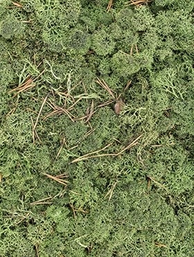 Стабилизированный мох Reindeer moss cladonia (dark green) Nieuwkoop Europe - фото 14808