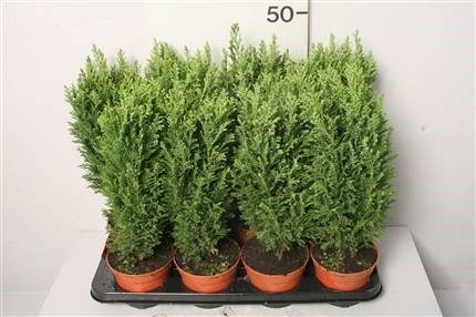 Кипарисовик Элвуда 13/45 (GL) 7962 - фото 27029