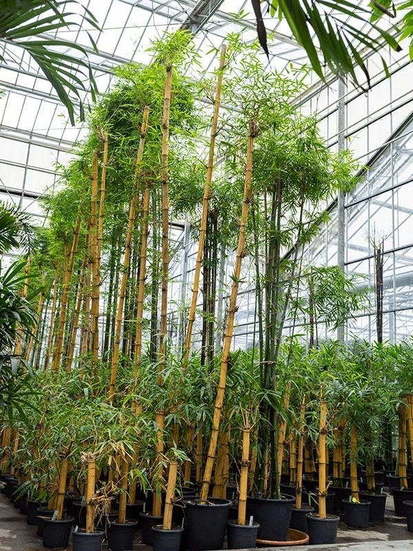 Бамбук обыкновенный (вульгарис) (Nieuwkoop Europe) - фото 27774