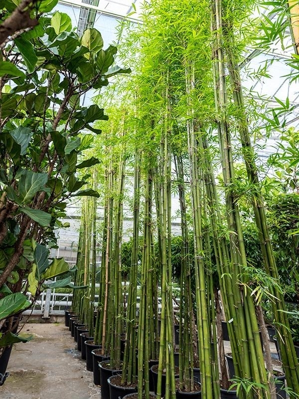 Бамбук сиамский (Nieuwkoop Europe) - фото 27776