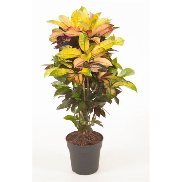 Кодиеум М.Айкетон 90/24 (GL) 10470 - фото 29946