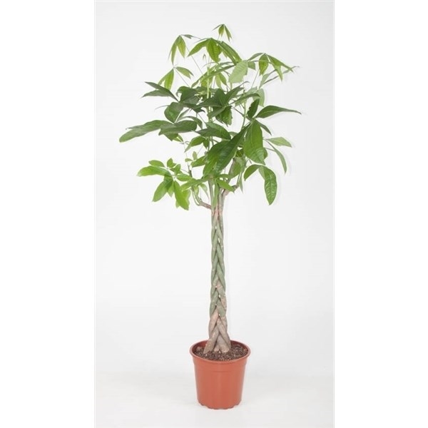 Пахира акватика 150/27 (GL) 10493 - фото 29969